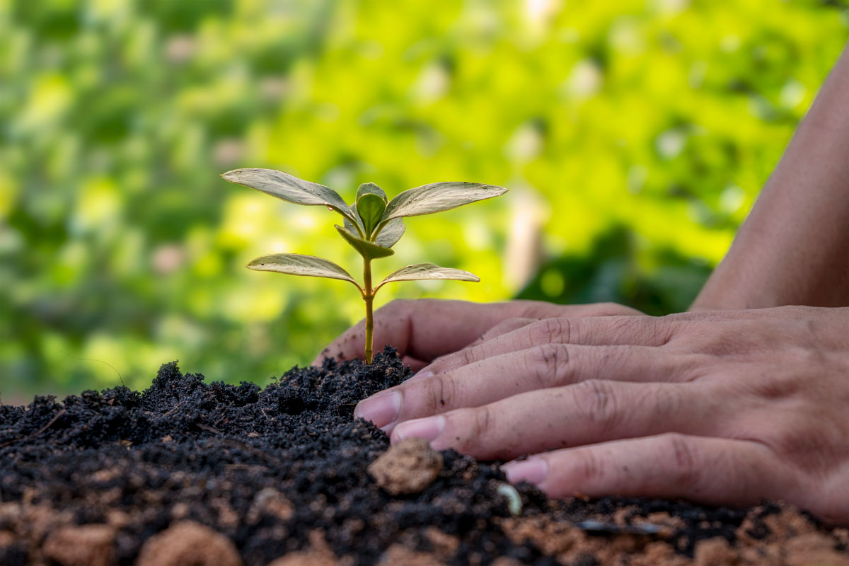 imagem de uma mão plantando em solo fértil